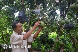 Đơn giá bồi thường thiệt hại cây trồng, vật nuôi khi nhà nước thu hồi đất trên địa bàn tỉnh Thanh hóa là bao nhiêu tiền ?