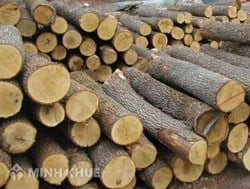 Thuế GTGT của mặt hàng gỗ - Khấu trừ thuế GTGT đối với sản phẩm gỗ tròn