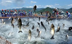 Nhận chuyển nhượng diện tích đất nuôi trồng của hàng xóm có trái pháp luật không ?