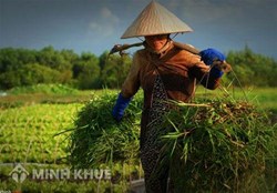 Thủ tục từ con đẻ thực hiện như thế nào ?