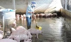 Chăn nuôi heo gây ô nhiễm môi trường bị xử lý như thế nào ?
