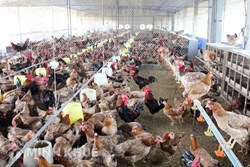 Chăn nuôi số lượng lớn trong khu dân cư sẽ bị xử lý như thế nào?