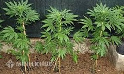 Trồng cần sa bị xử lý như thế nào ? Hình phạt khi vận chuyển, buôn bán, tàng trữ cần sa