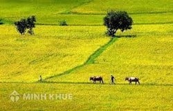 Quy định của pháp luật về hoạt động xây dựng ?