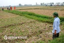 Dồn điền đổi thửa theo quy định pháp luật