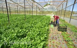 Hình thức kinh doanh hộ gia đình có những thuận lợi và hạn chế nào ?