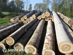 Danh mục theo bảng mã HS các loại gỗ tròn, gỗ xẻ cấm xuất khẩu