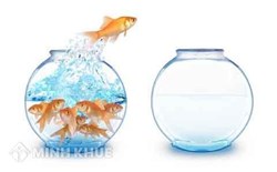Consultancy on conversion of companies, enterprises