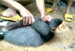 Săn bắt, giết, nuôi, nhốt, vận chuyển, tàng trữ, buôn bán... động vật quý hiếm có thể bị truy cứu trách nhiệm hình sự