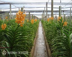 Có được xây nhà lưới <strong>trồng</strong> phong lan <strong>trên</strong> <strong>đất</strong> <strong>trồng</strong> <strong>cây</strong> hàng năm không?