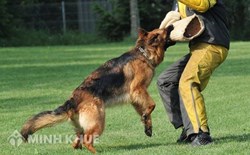 Thả rông chó cắn chết người, chủ nuôi có phải chịu trách nhiệm gì ?