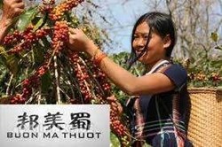 Vụ thương hiệu cà phê Buôn Ma Thuật và bài học về bảo vệ tài sản trí tuệ cho các doanh nghiệp Việt Nam