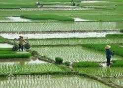 Supporting the application of good agricultural practice to rice, coffee
