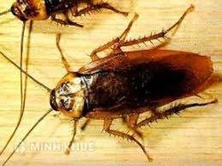 Tư vấn ngành nghề kinh doanh có điều kiện?
