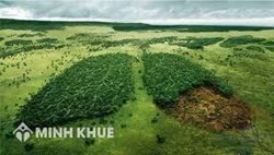 Tội vi phạm các quy định về khai thác, bảo vệ rừng và lâm sản được quy định như thế nào?