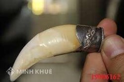 Tư vấn đòi lại tiền cọc mua Nanh Hổ ?