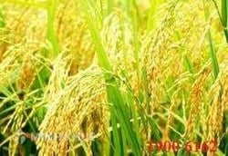 Tư vấn rà soát hợp đồng sản xuất giống lúa lai ?