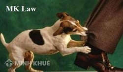 Tư vấn về trách nhiệm dân sự của chủ nuôi chó ?