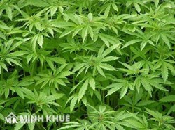 Pháp luật Việt Nam có cấm trồng cây gai dầu ?