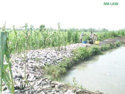 Vấn đề trách nhiệm hình sự của người thực hiện hành vi đổ thuốc sâu xuống đồng nuôi thủy sản ?