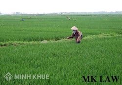 Đòi lại lối đi đất ruộng?