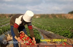 Làm thế nào khi bị chiếm dụng đất bất hợp pháp ?