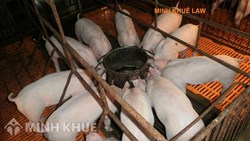 Có phải đăng ký hộ chăn nuôi không?