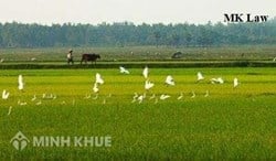 Đất mượn canh tác lâu năm có được nhận quyền sở hữu đất hay không?