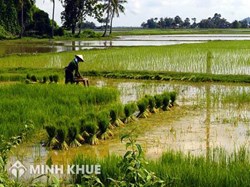 Tư vấn về đối tượng thuộc diện được giao đất nông nghiệp ?