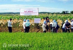 Tư vấn về vấn đề dồn điền đổi thửa và vi phạm pháp luật đất đai