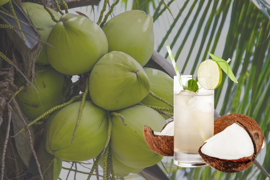 Uống nước dừa có tốt cho xương khớp không theo kinh nghiệm dân gian