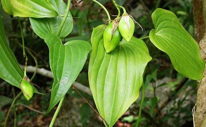 Công dụng của Cây bách bộ theo như kinh nghiệm dân gian
