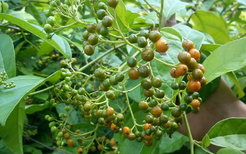 Quả xạ đen có tác dụng gì theo như kinh nghiệm dân gian?