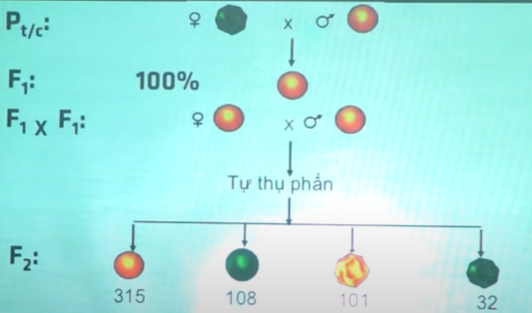Nội dung và ý nghĩa quy luật phân li độc lập của Menđen là gì?