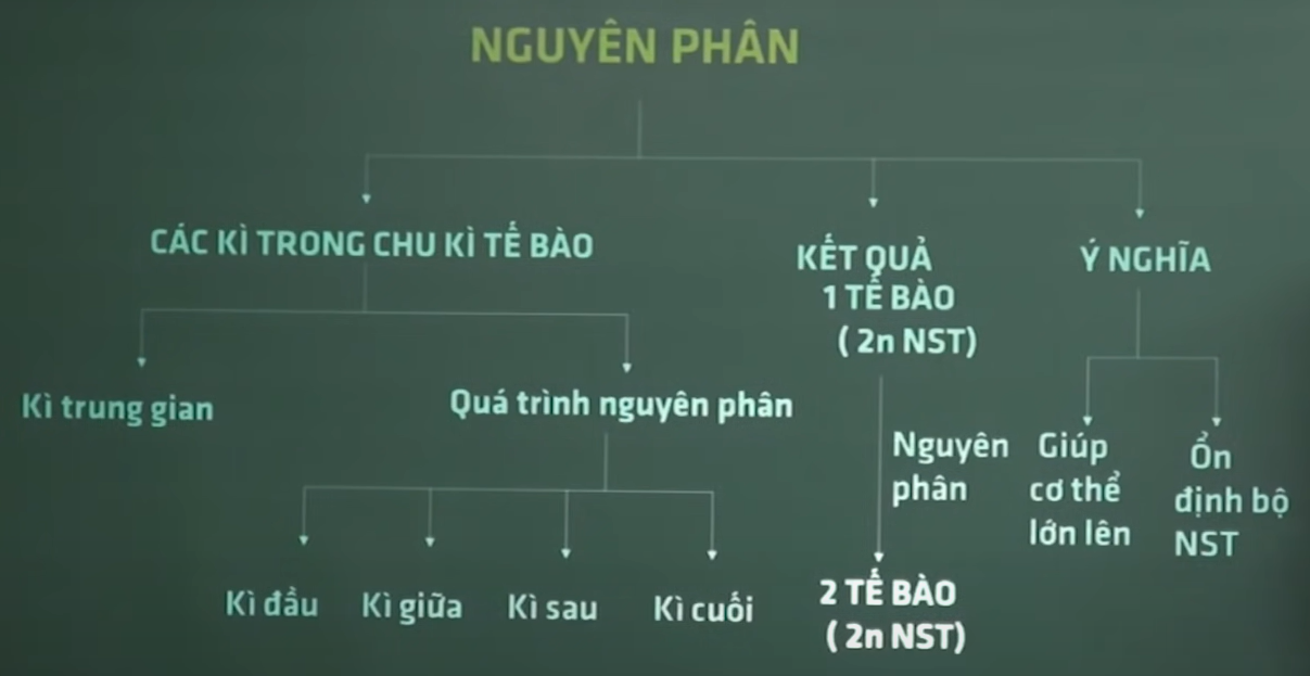 Nguyên phân là gì? Giảm phân là gì? So sánh nguyên phân và giảm phân?
