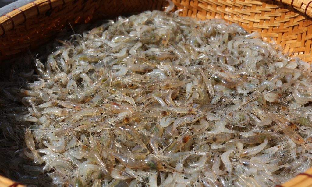 Cách làm mắm tép thơm ngon, chuẩn vị, cực đơn giản