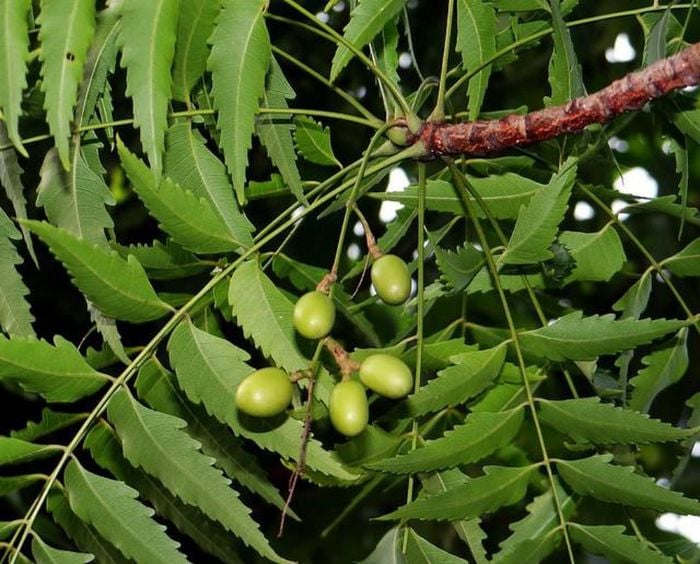 Những tác dụng của cây sầu đâu mà không phải ai cũng biết