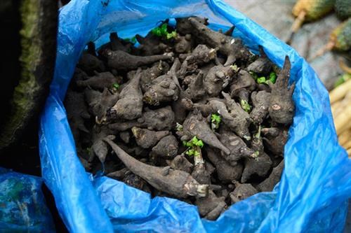Thận trọng khi sử dụng củ ấu tẩu