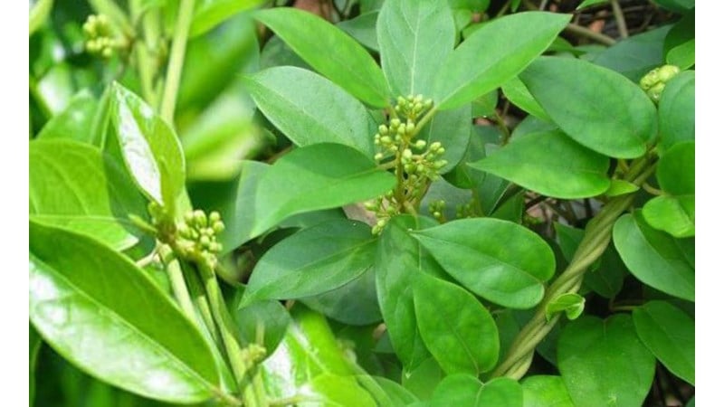 Dây thìa canh có tác dụng gì đối với sức khỏe ?