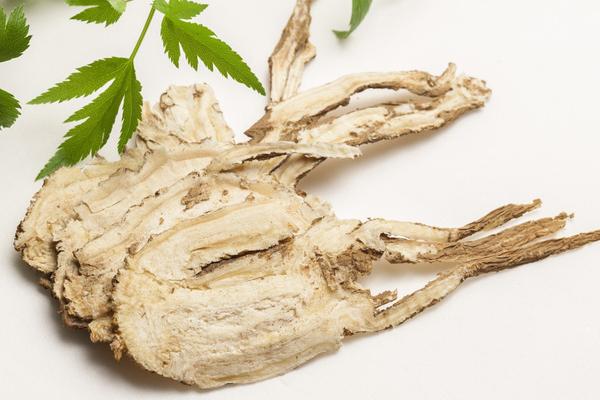 Cây đương quy có tác dụng gì đối với sức khỏe ?