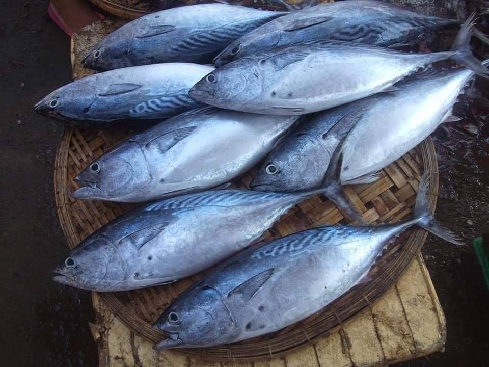 Cá thu là cá gì? Những món ngon từ cá thu cho cả nhà