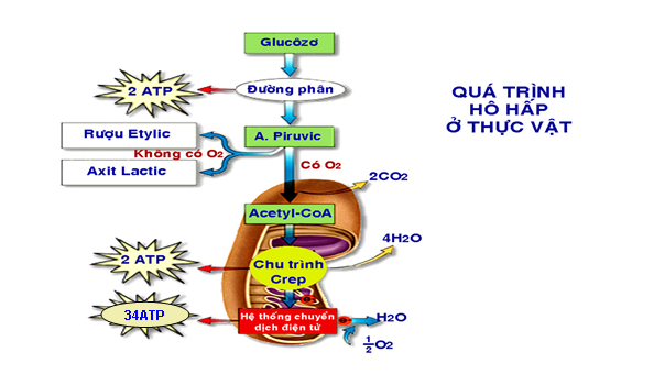 Quá trình hô hấp ở thực vật có ý nghĩa nào sau đây?
