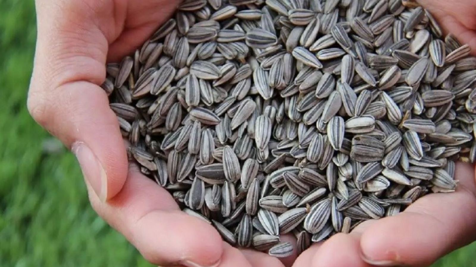 Tác dụng của hạt hướng dương đối với sức khỏe như thế nào?