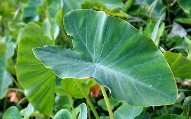 Giá trị dinh dưỡng của lá khoai môn như thế nào?