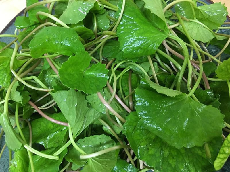 Sau sinh con ăn rau gì để nhiều sữa?