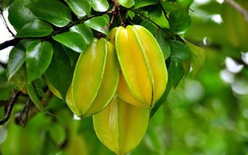 Tổng hợp các thực phẩm phổ biến gây ngộ độc