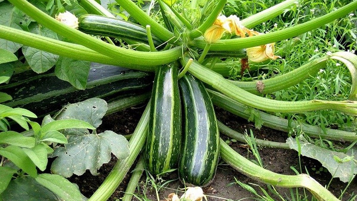 12 lợi ích Sức khỏe và dinh dưỡng của bí ngòi không phải ai cũng biết