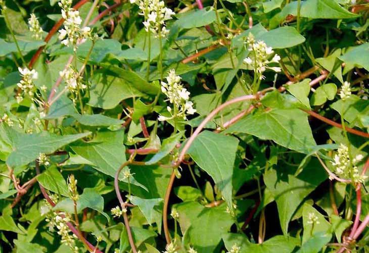 Hà thủ ô đỏ là gì? Công dụng và cách dùng của Hà thủ ô đỏ