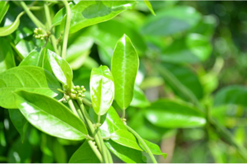 Dây thìa canh có tác dụng gì đối với sức khỏe ?