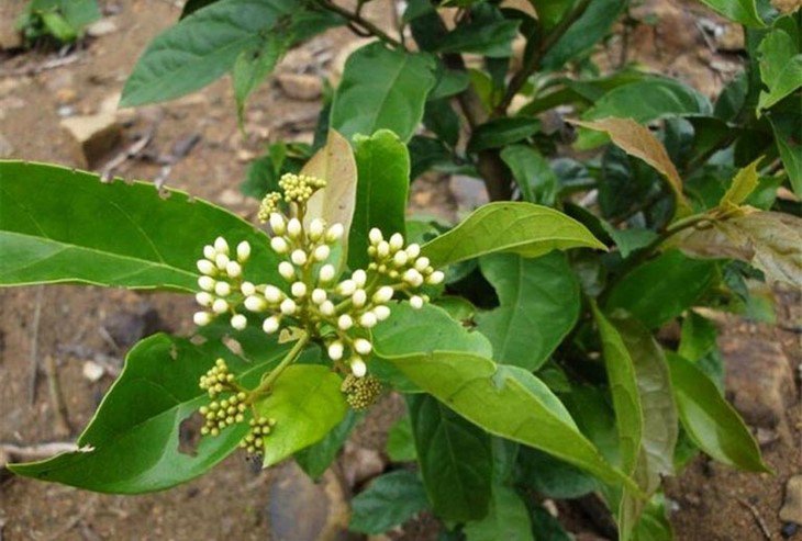 Sử dụng cây xạ đen có tác dụng chữa bệnh như thế nào?